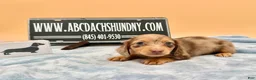 Miniature Dachshund dogs for sale: AKC Russian Carry’s Cream, PRA clear - Ad 2