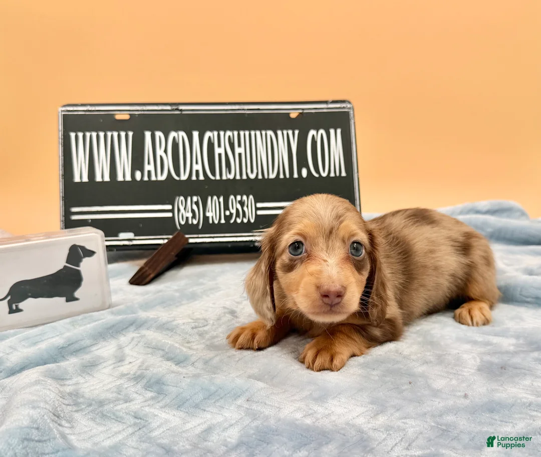 Miniature Dachshund dogs for sale: AKC Russian Carry’s Cream, PRA clear - Ad 2