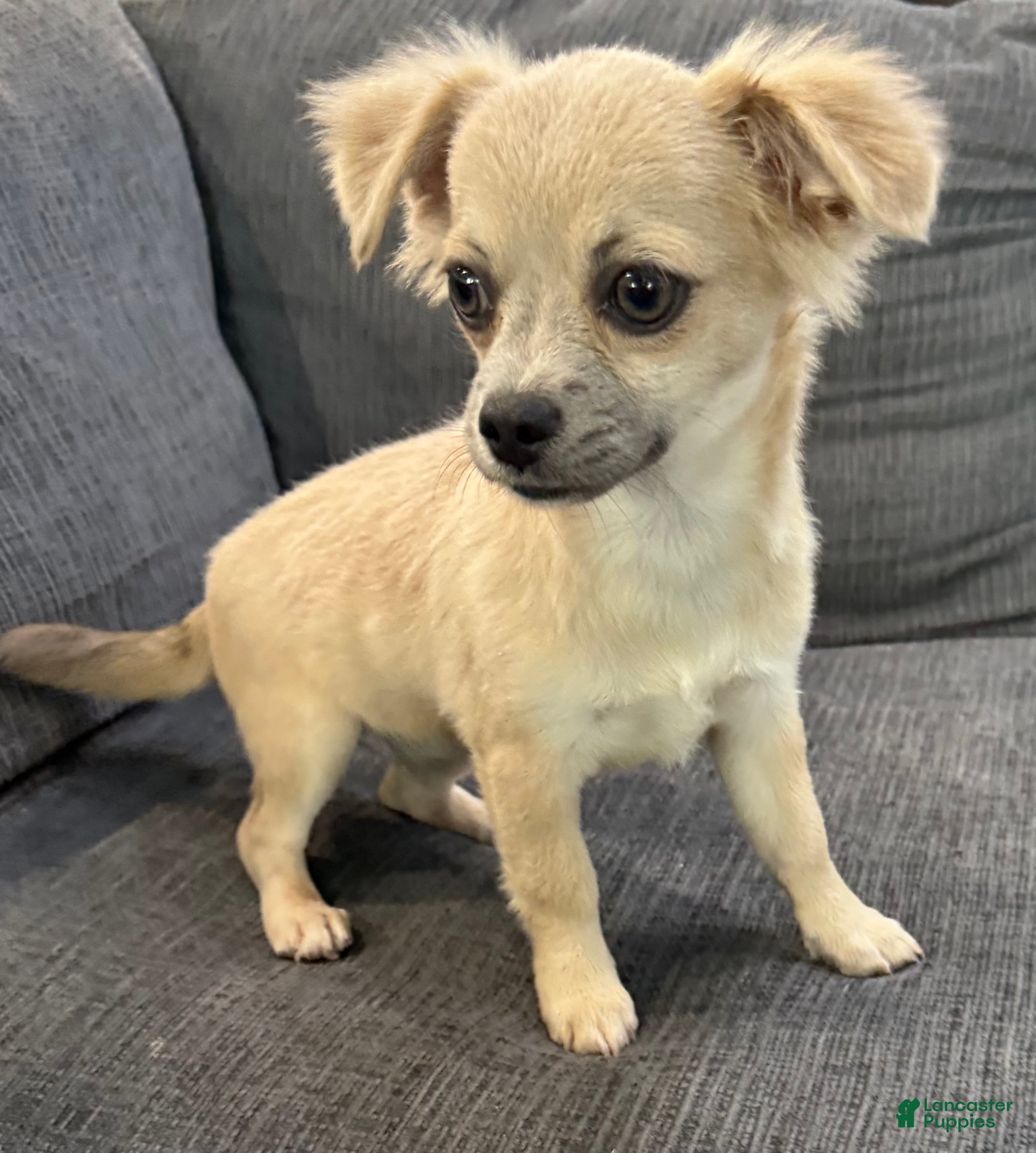 Chihuahua dogs May - Ad 2