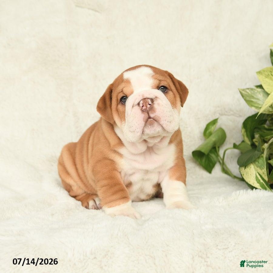 English Bulldog dogs Tonka - Ad 2