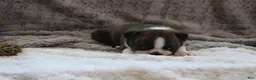 Boston Terrier dogs for sale:    GAVEN    *AKC* - Ad 3