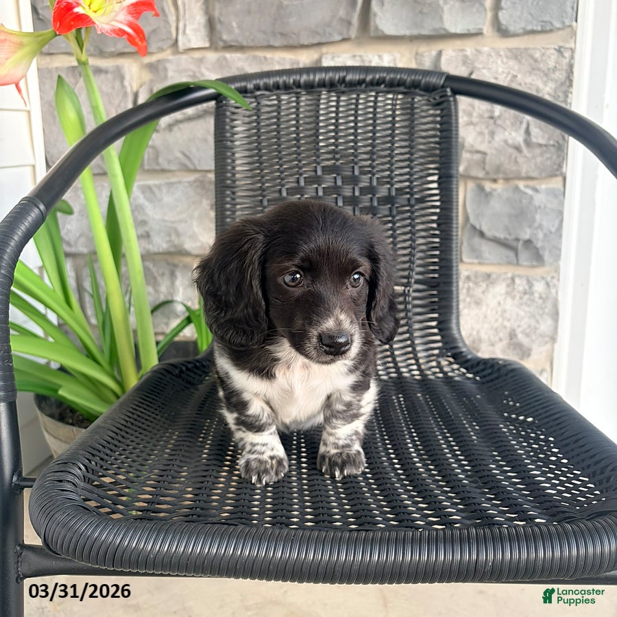 Miniature Dachshund dogs June - Ad 2