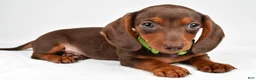 Miniature Dachshund dogs for sale: Alex - Ad 4