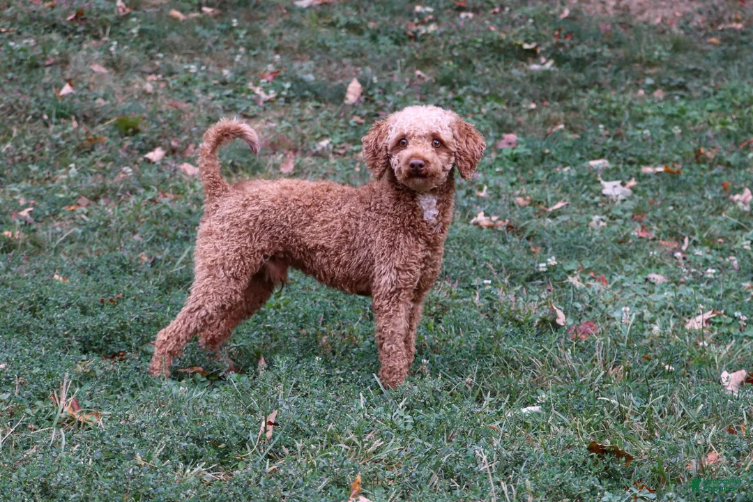 Cockapoo dogs for sale: Hunter - Ad 10