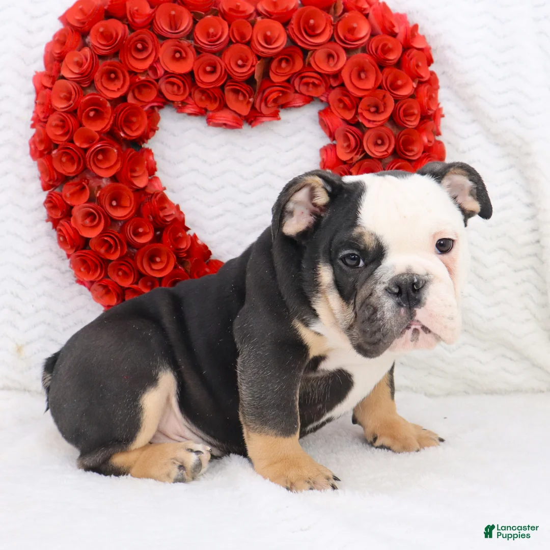English Bulldog dogs for sale: Bonzo - Ad 3