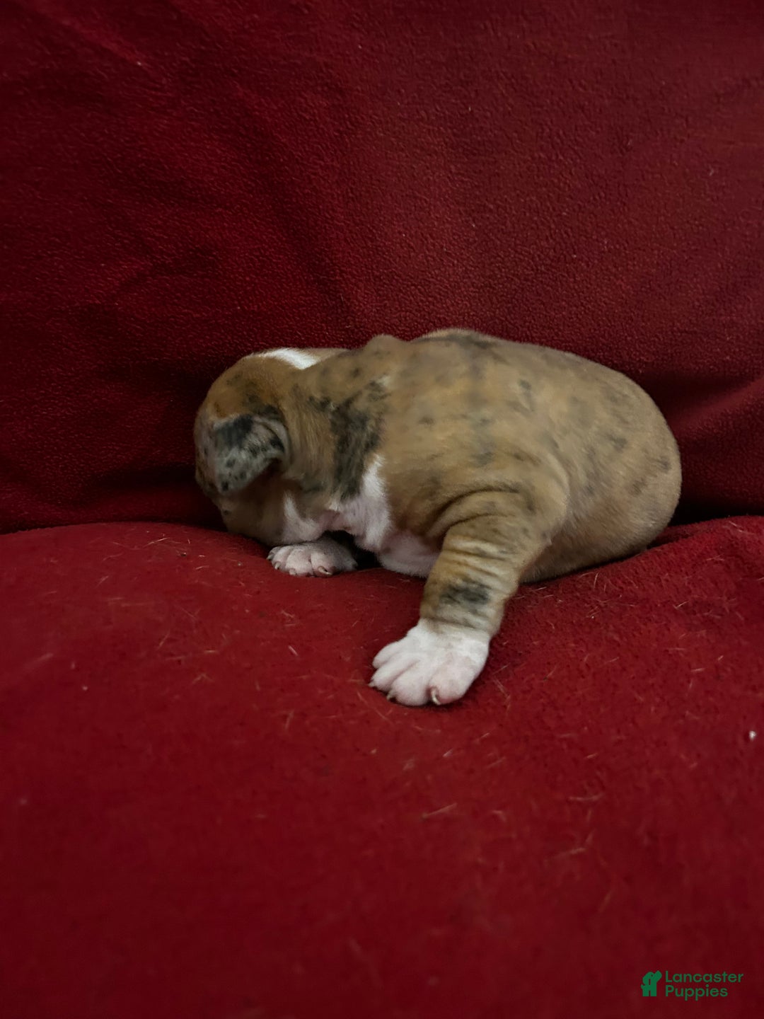American Bully dogs for sale: American Bully Puppy 4 - Ad 5