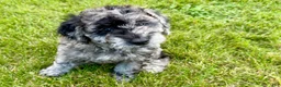 Miniature Poodle dogs for sale: Lexi - Ad 5