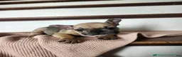 French Bulldog dogs for sale: Dagger - Ad 4