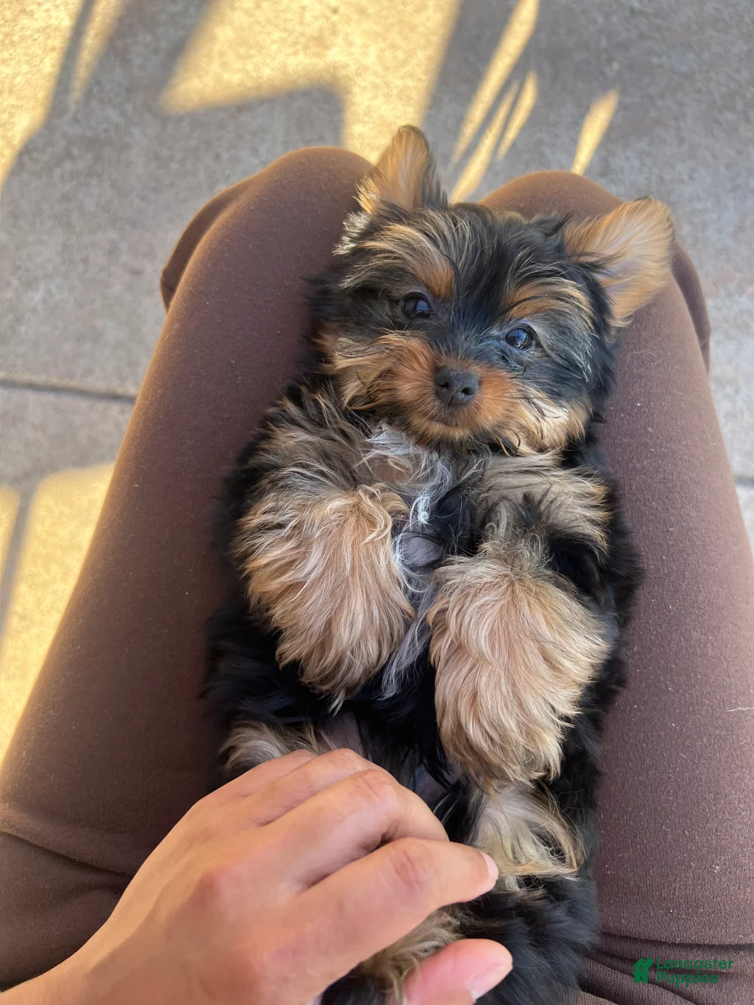 Yorkshire Terrier dogs for sale: Yorkshire Terrier Puppy 1 - Ad 1