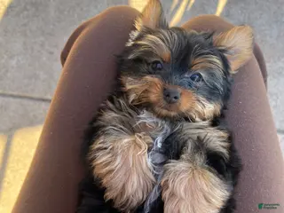 Yorkshire Terrier dogs Yorkshire Terrier Puppy 1 - Ad 5