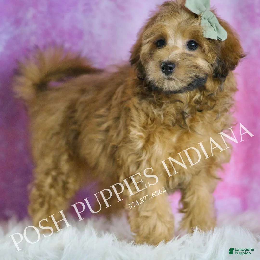 Maltipoo dogs for sale: Waffles - Ad 1