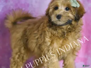 Maltipoo dogs Waffles - Ad 40