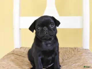 Pug dogs Violet - Ad 35