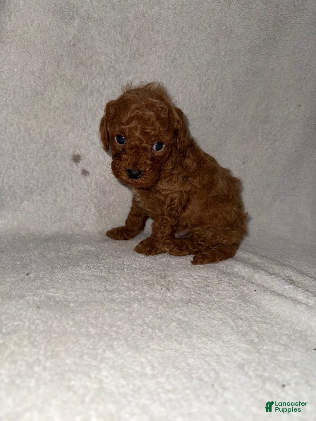 Cavapoo dogs for sale: Cavapoo Puppy 1 - Ad 2