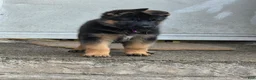 German Shepherd dogs for sale: Bella 🐾 - Ad 3