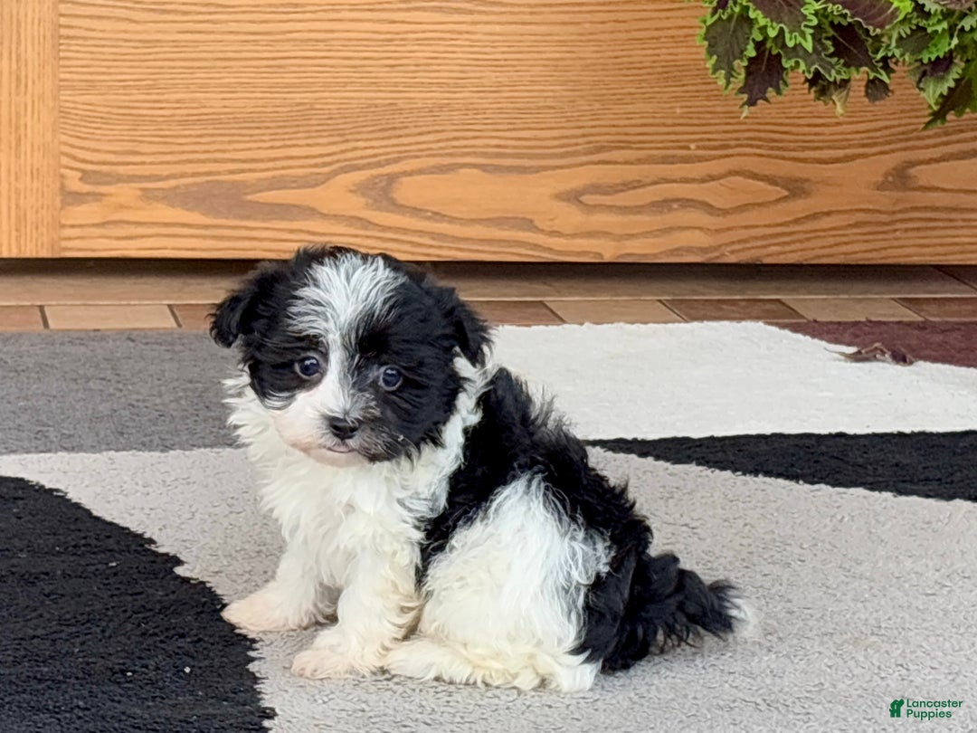 Havanese dogs for sale: Female 1 - Ad 4
