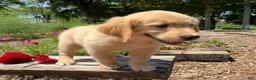 Golden Retriever dogs for sale: Kyla - Ad 6