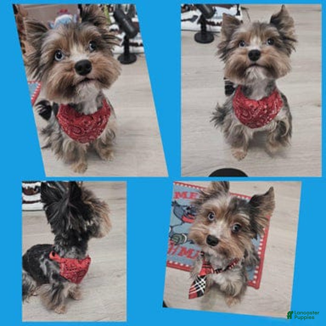 Yorkshire Terrier dogs for sale: Calvin - Ad 2