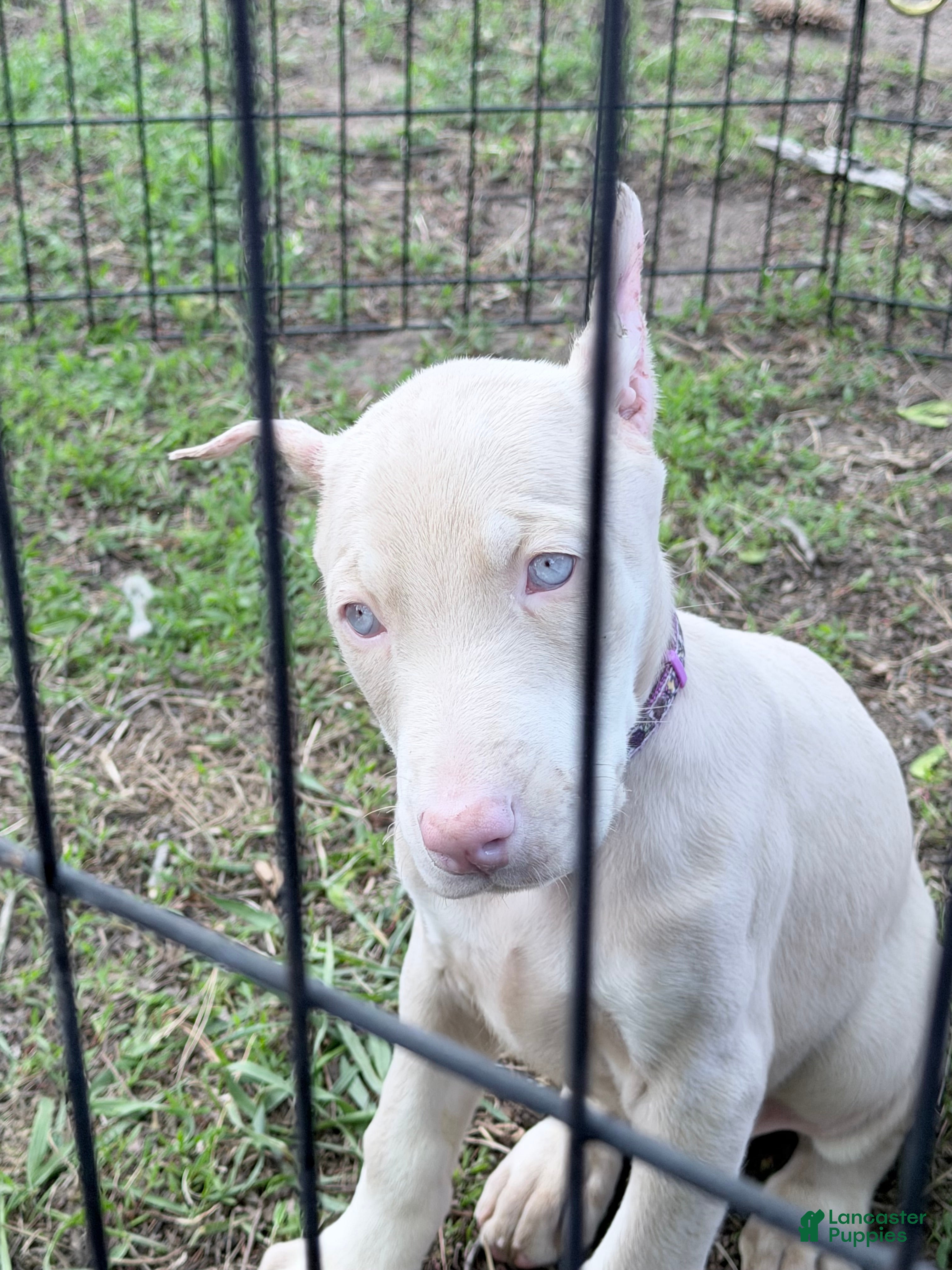 Doberman Pinscher dogs Doberman Pinscher Puppy 2 - Ad 1