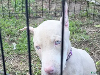 Doberman Pinscher dogs for sale: Doberman Pinscher Puppy 2 - Ad 2