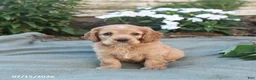 English Cocker Spaniel dogs for sale: Max - Ad 2