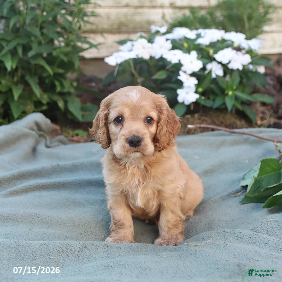 English Cocker Spaniel dogs for sale: Max - Ad 2