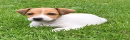 Jack Russell Terrier dogs for sale: Jack Russell Terrier 2 - Ad 3