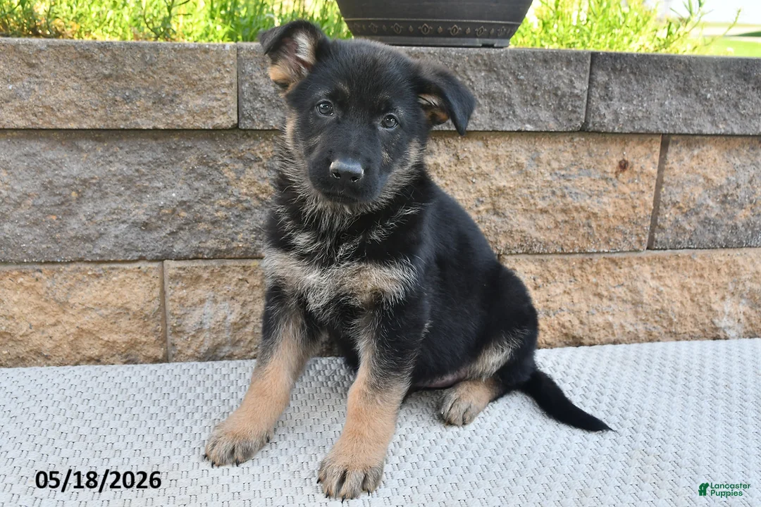 German Shepherd dogs for sale: Ruby - Ad 1