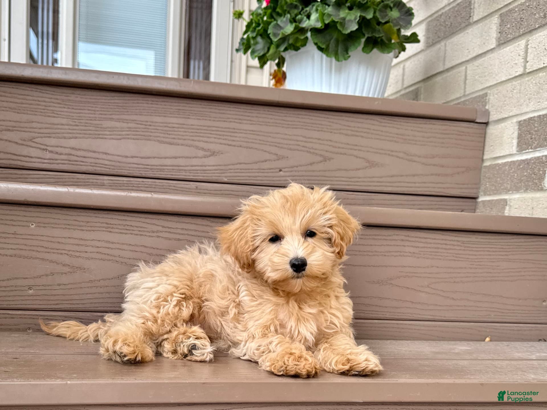 Maltipoo dogs Gordon - Ad 2