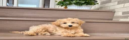 Maltipoo dogs for sale: Gordon - Ad 2