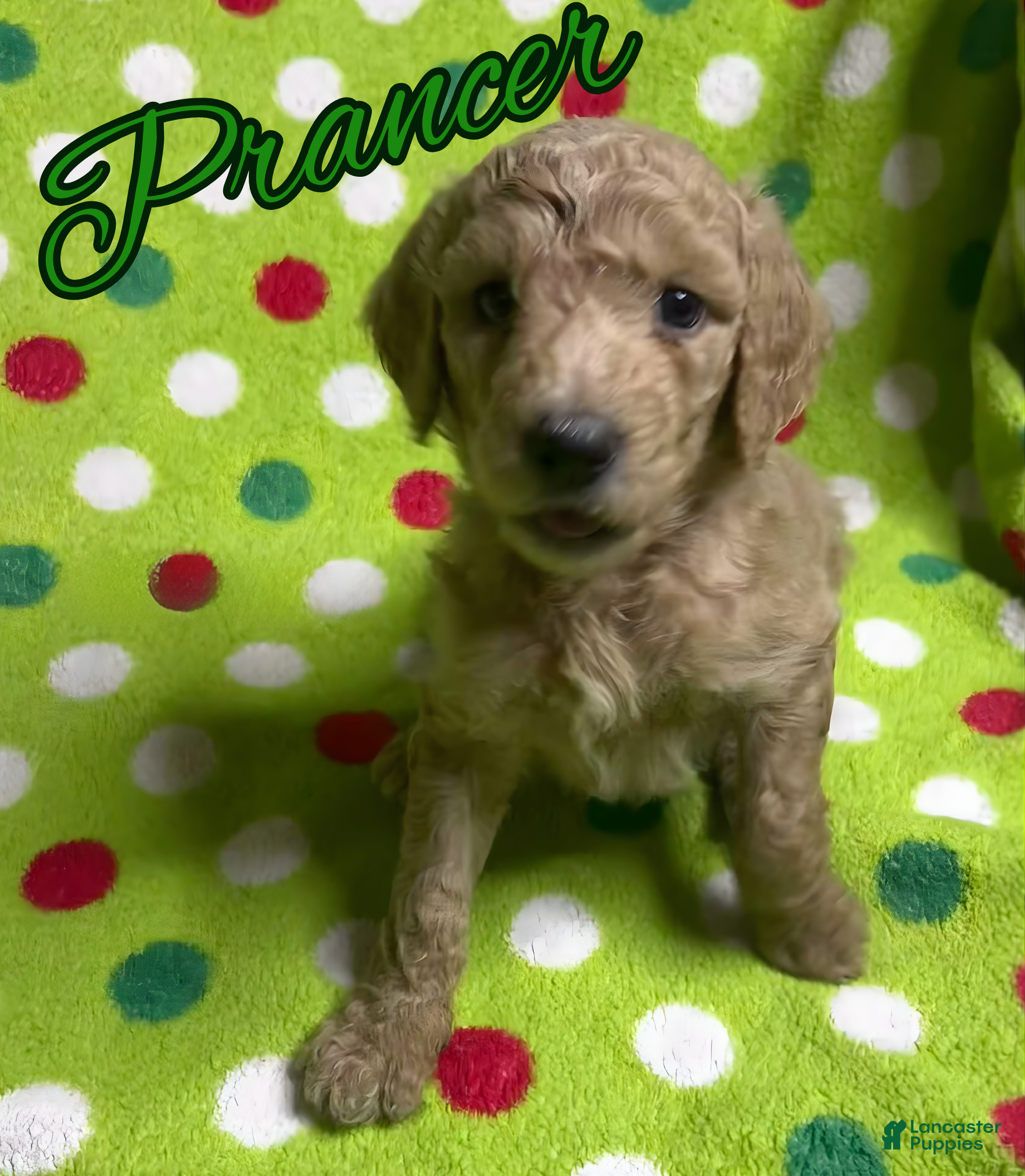 Goldendoodle dogs Prancer - Ad 16