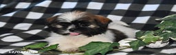 Shih Tzu dogs for sale: Darlene - Ad 4