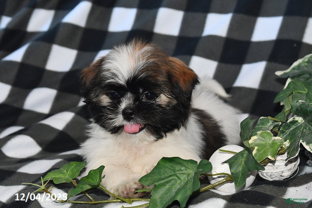 Shih Tzu dogs for sale: Darlene - Ad 4