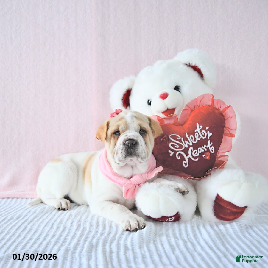 Mini Hippo dogs Destiny - Ad 6