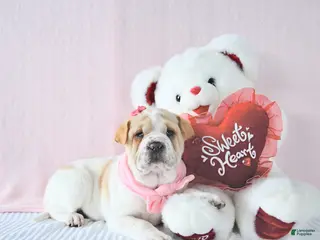 Mini Hippo dogs Destiny - Ad 6