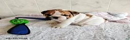 English Bulldog dogs for sale: Rio Grande - Ad 9