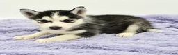 Siberian Husky dogs for sale: Chrissy - Ad 1
