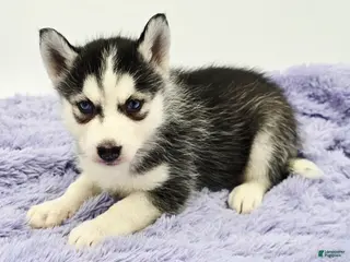 Siberian Husky dogs Chrissy - Ad 28