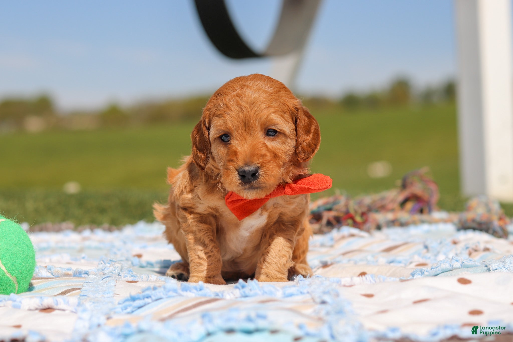 Mini Goldendoodle dogs for sale: Chase - Ad 4