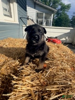 German Shepherd dogs Black Collar  - Ad 2