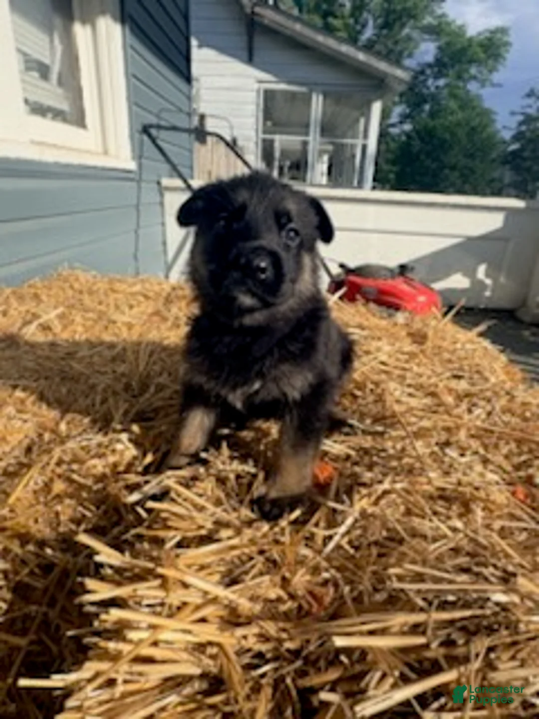 German Shepherd dogs for sale: Black Collar  - Ad 2
