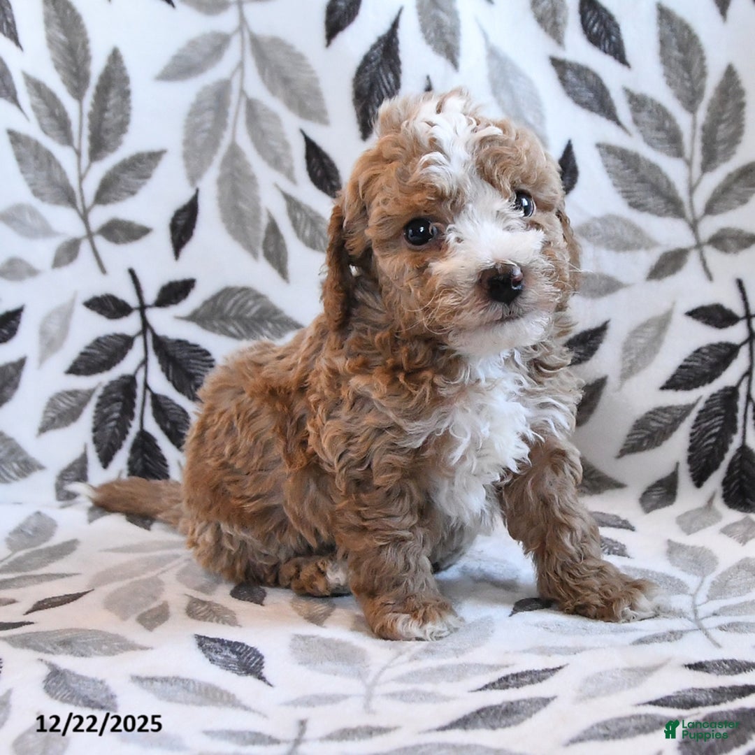 Havapoo dogs for sale: DJ - Ad 2