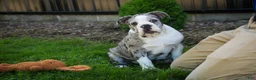 English Bulldog dogs for sale: Splendor English Bulldog crate trained - Ad 11