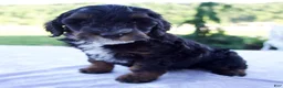 Mini Bernedoodle dogs for sale: Flora - Ad 2