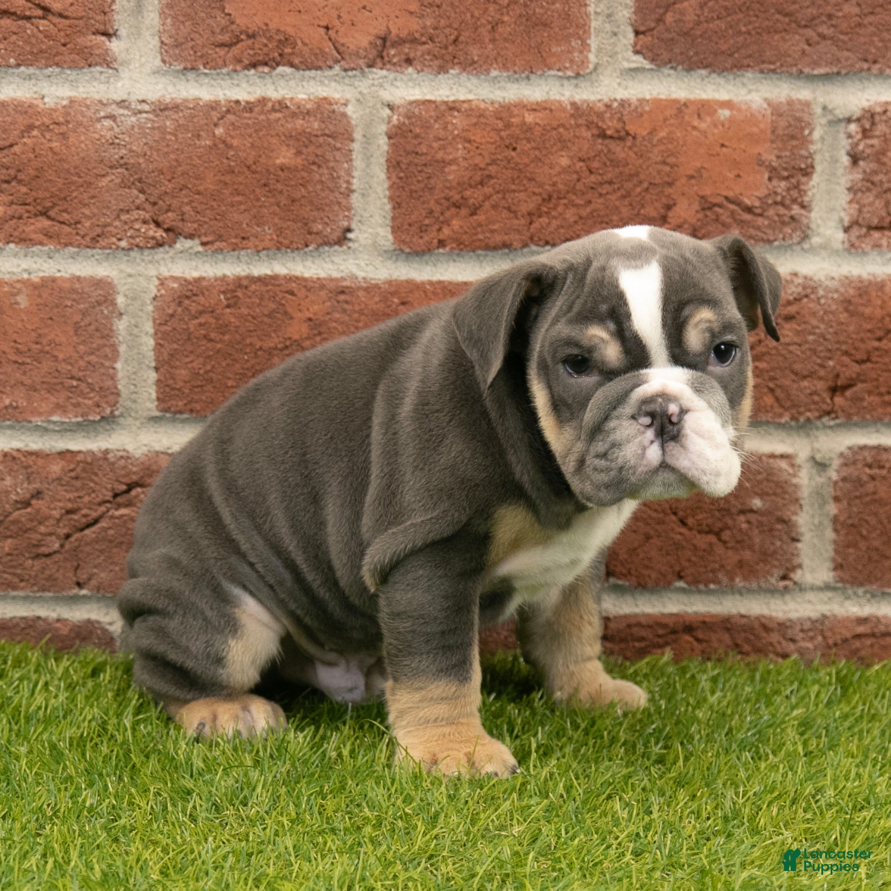 English Bulldog dogs Asher - Ad 2