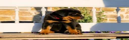 Rottweiler dogs for sale: Sirius - Ad 3