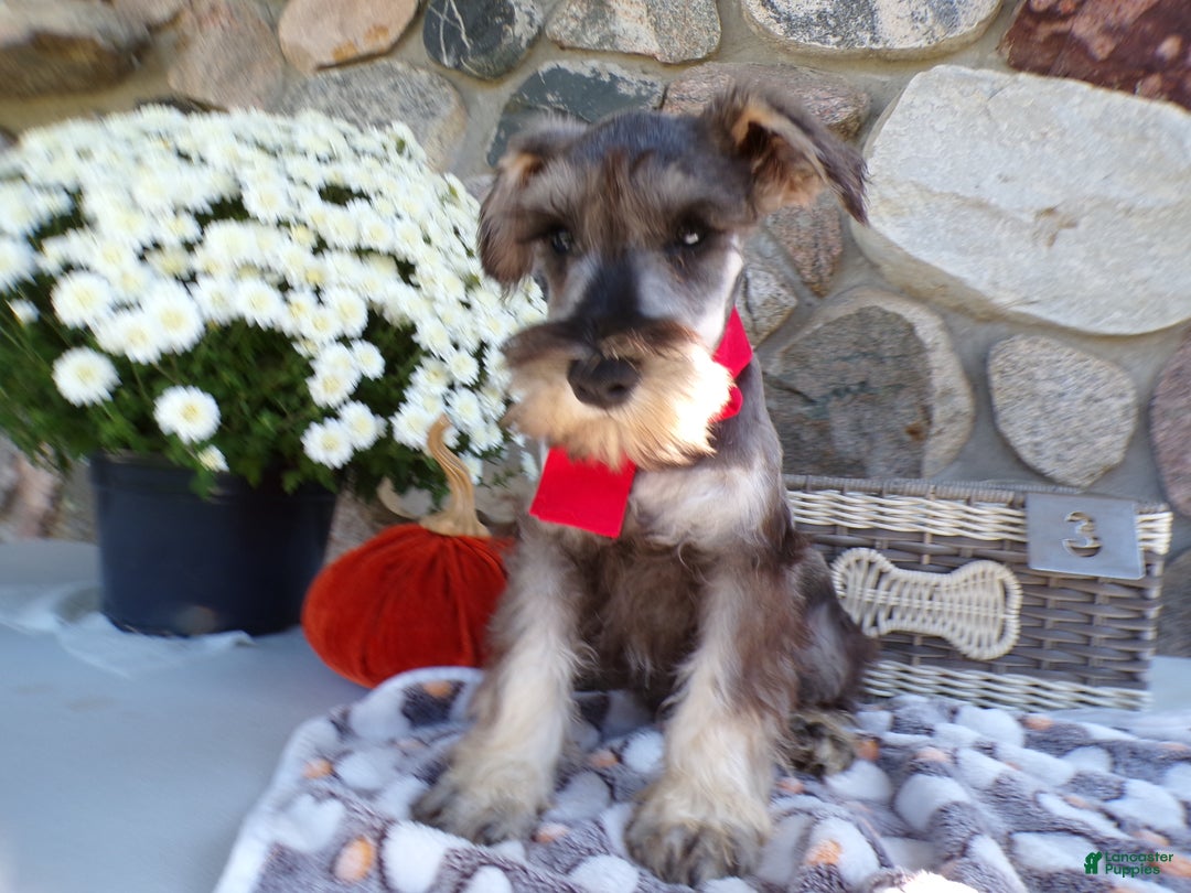 Miniature Schnauzer dogs for sale: Miniature Schnauzer Puppy 3 Cash - Ad 1