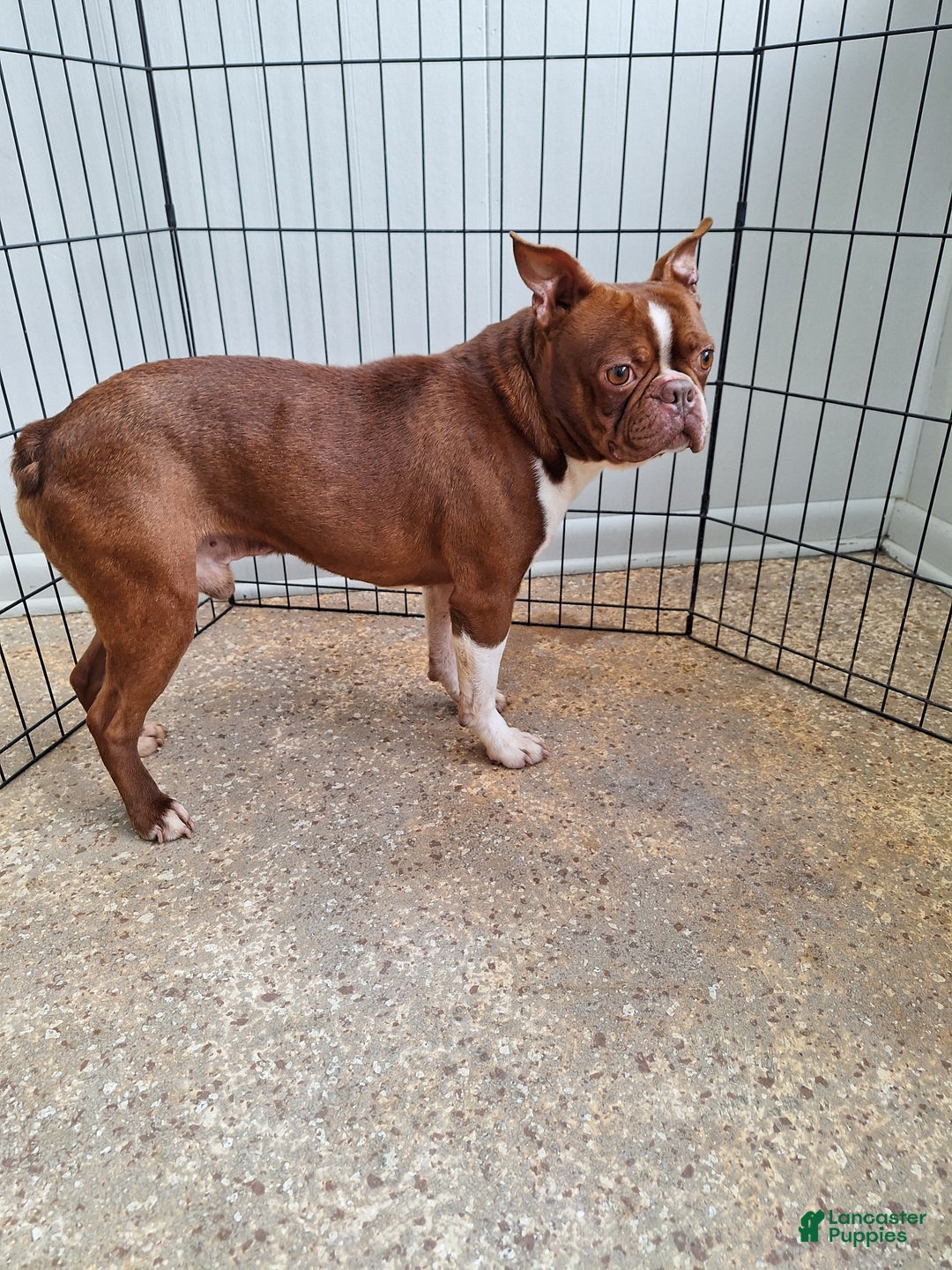 Boston Terrier dogs for sale: Boston Terrier Puppy 6 - Ad 13