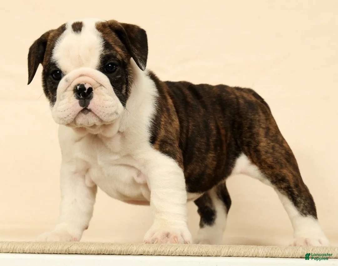 English Bulldog dogs for sale: Petunia - Ad 1