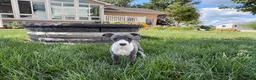 Italian Greyhound dogs for sale: Cheyenne  - Ad 6